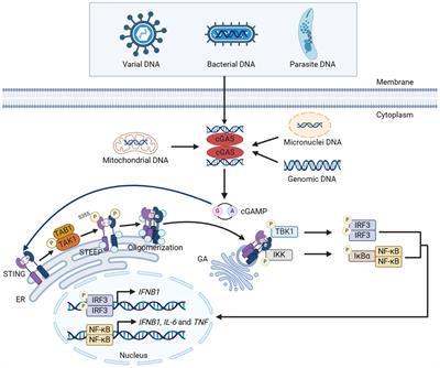 cGAS: action in the nucleus